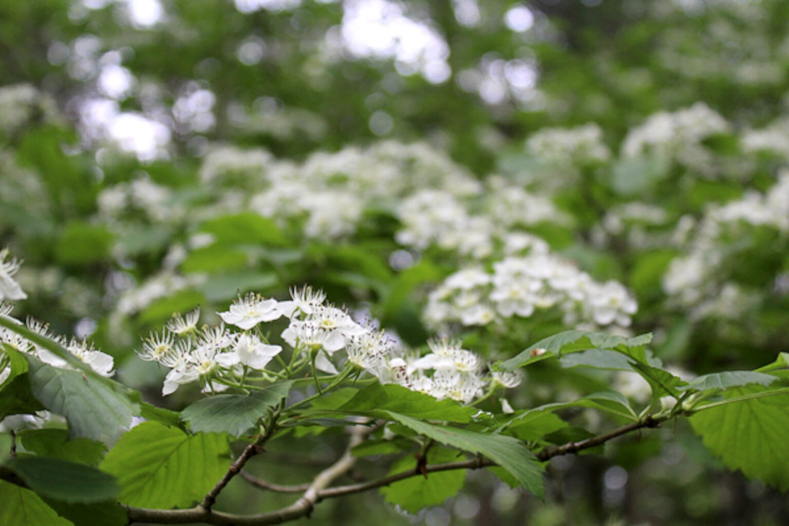 Hawthorn Flower Clusters