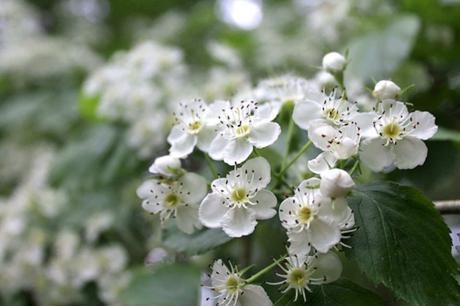 Hawthorn Flowers
