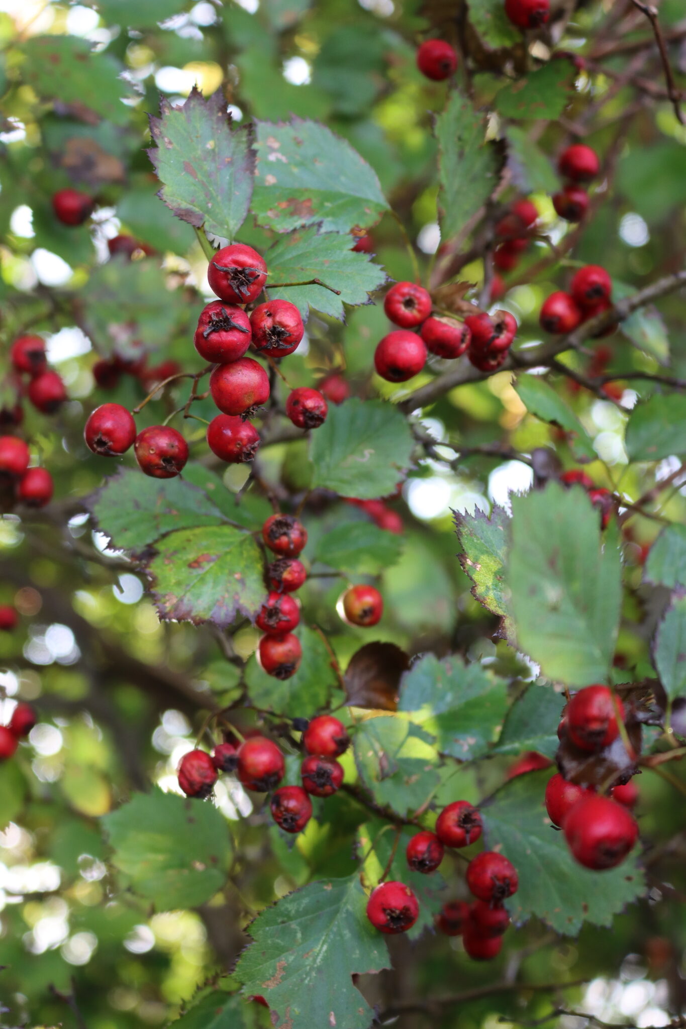 Hawthorn Fruit