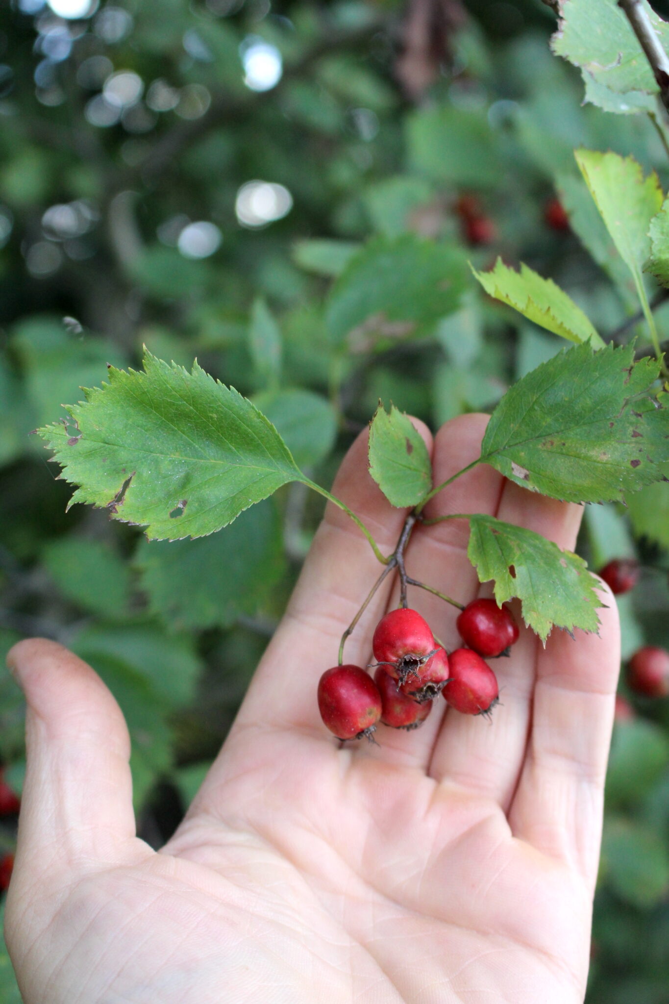Hawthorn Fruit Cluster