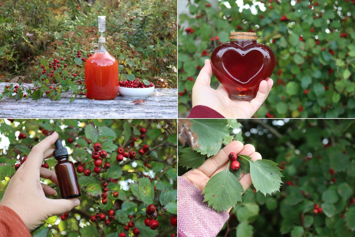 Hawthorn Recipes