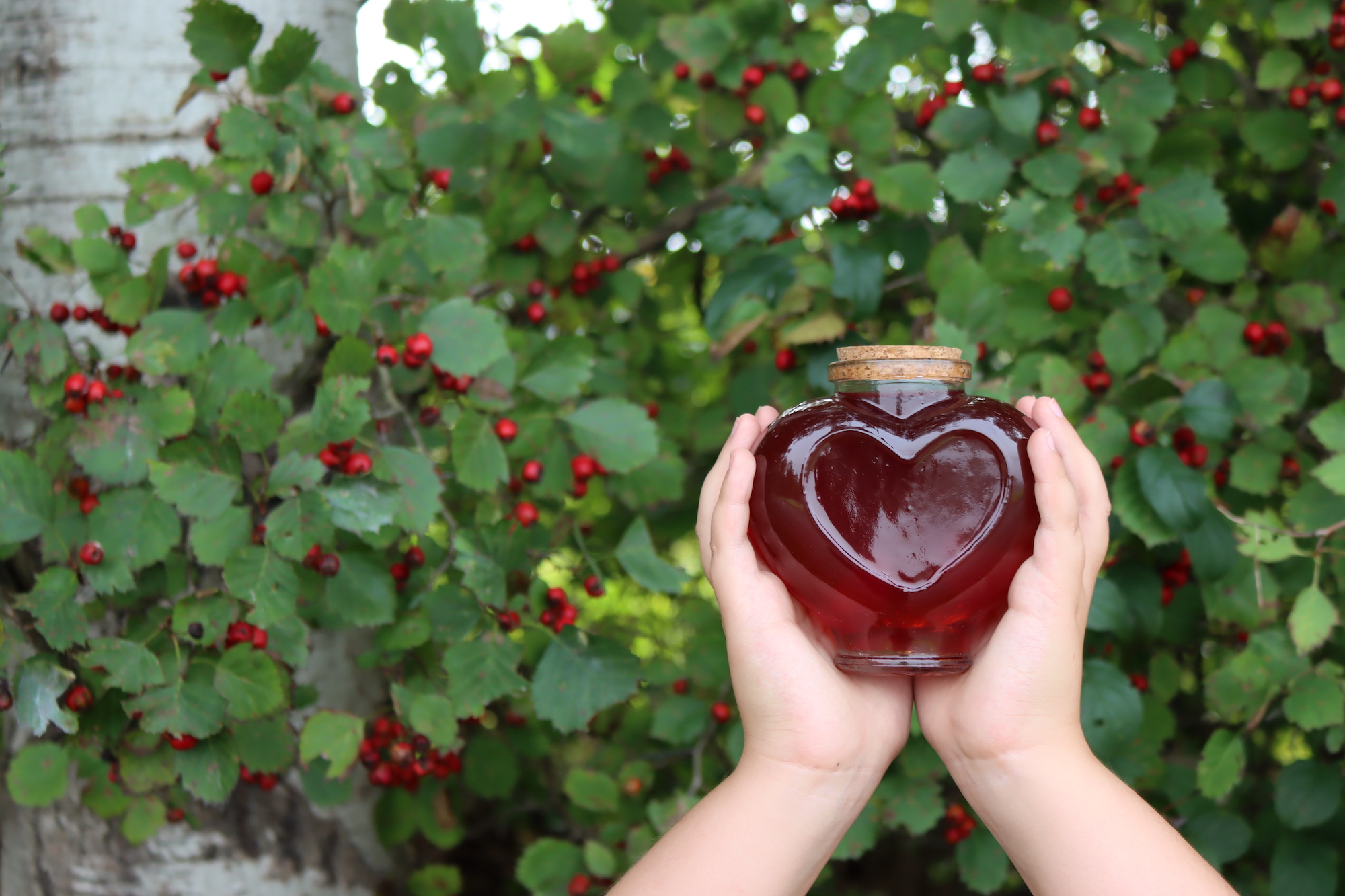 Hawthorn Syrup