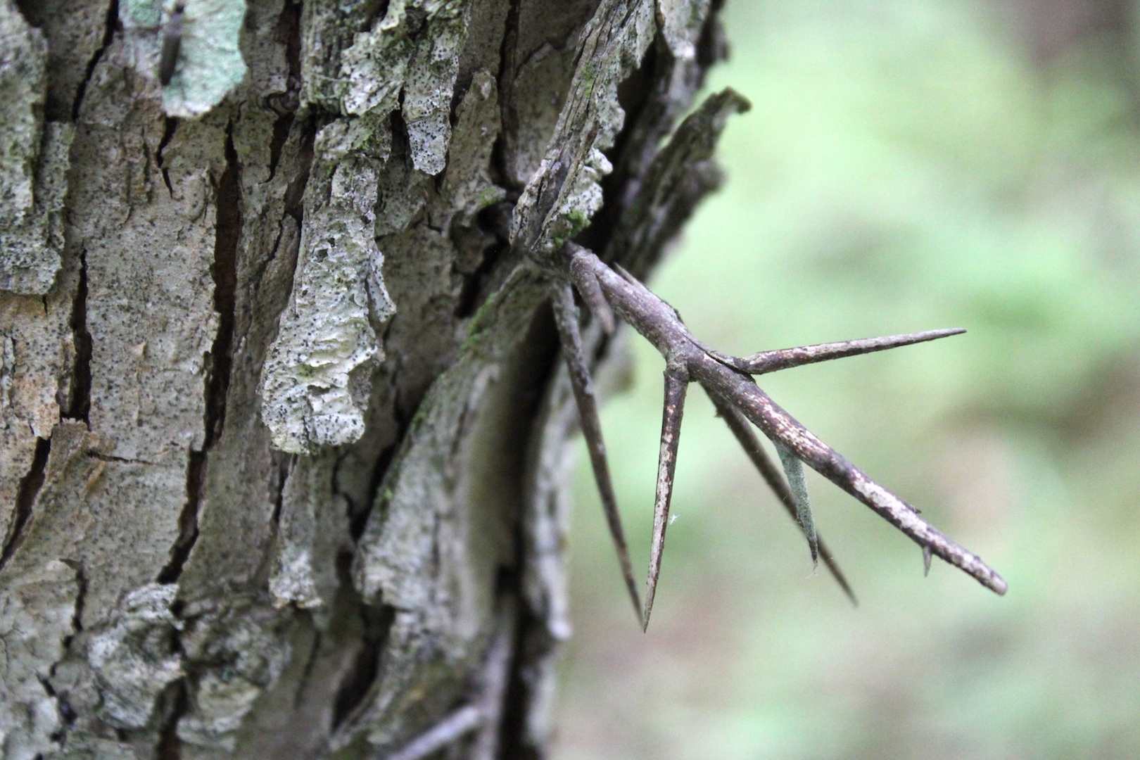 Hawthorn Bush Thorns