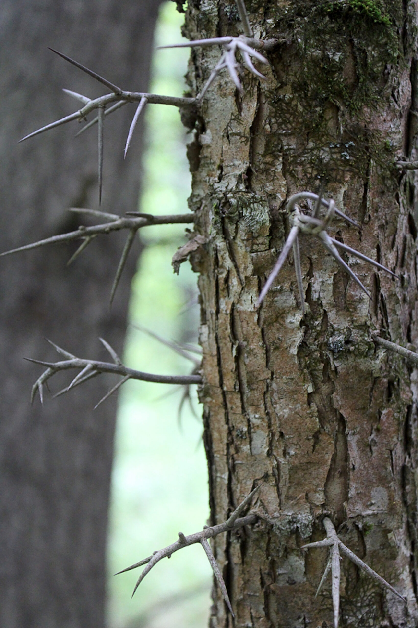Hawthorn Tree Trunk
