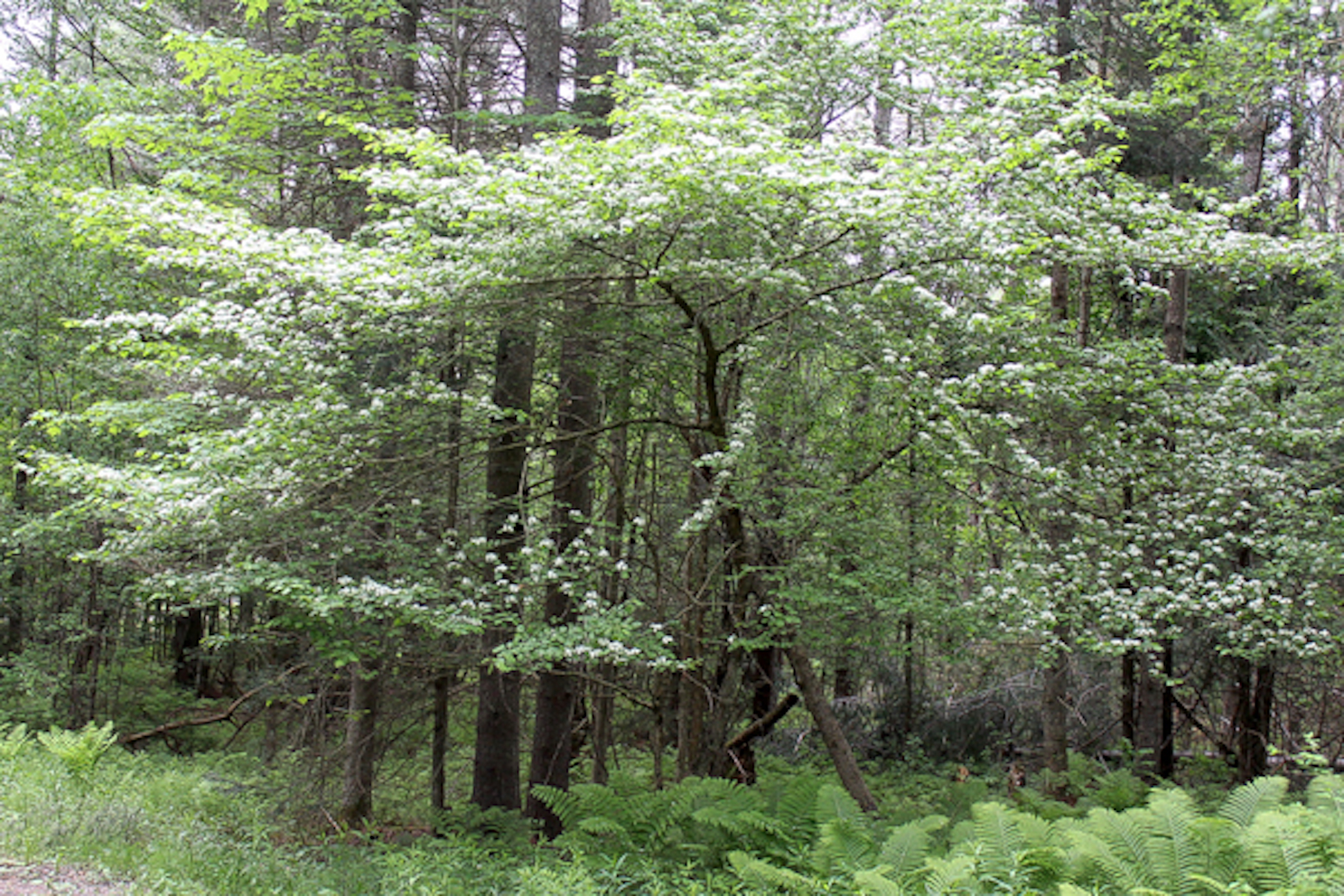 Hawthorn Tree in Bloom
