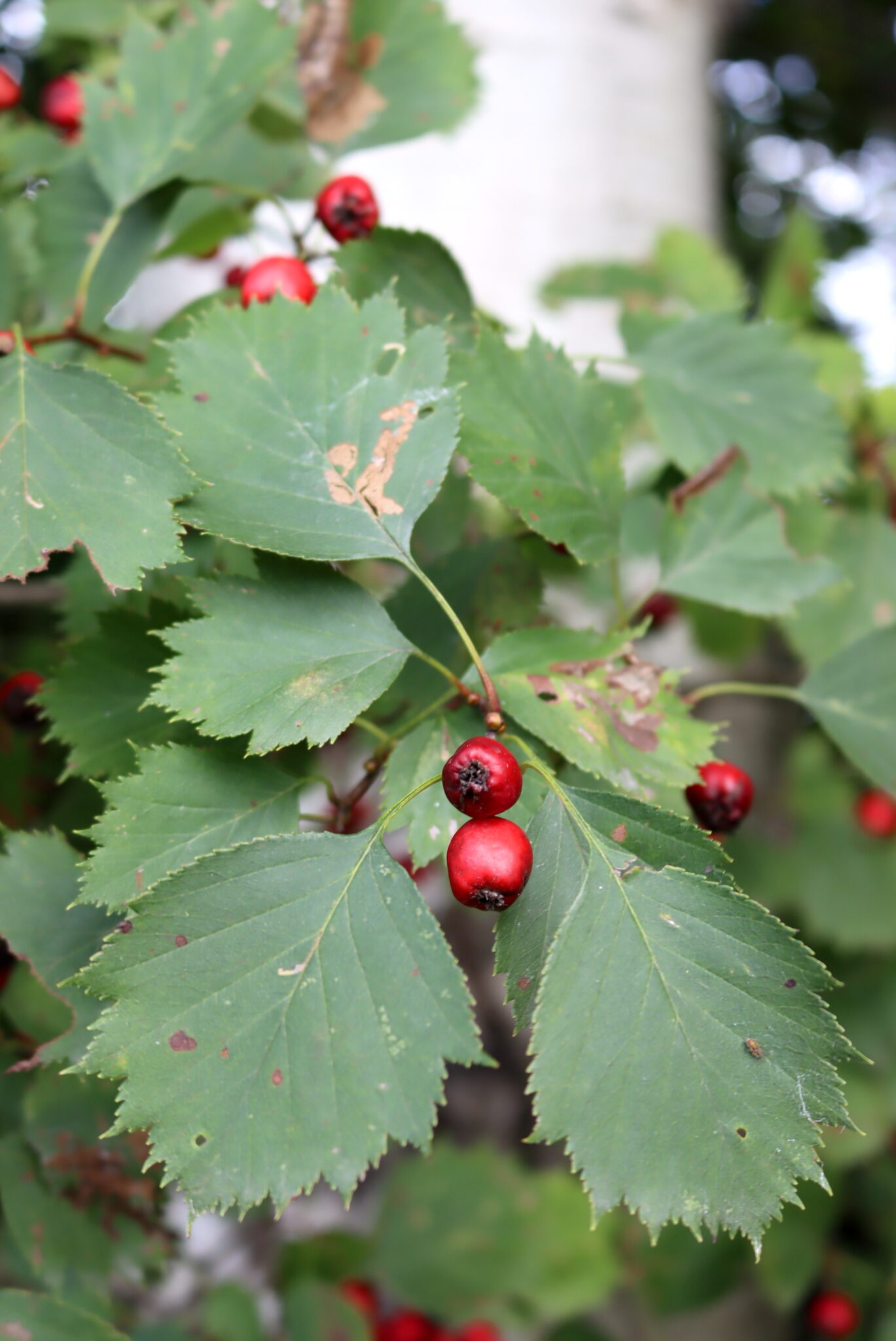 Hawthorn Leaves and Fruit