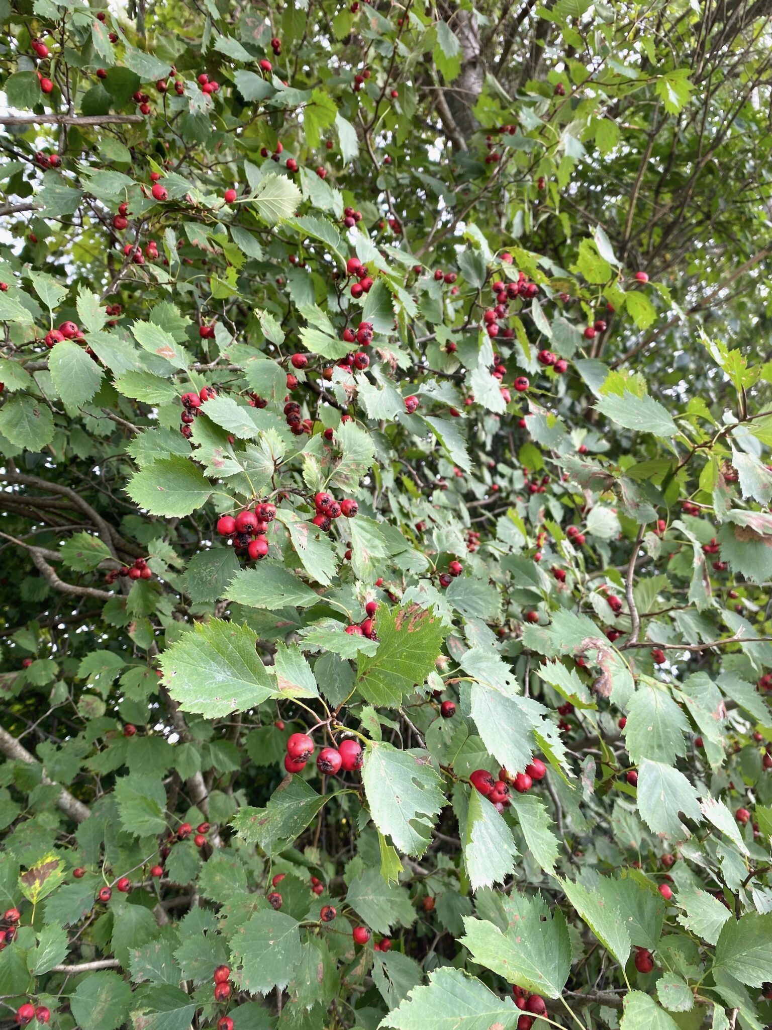 Hawthorn in Fruit