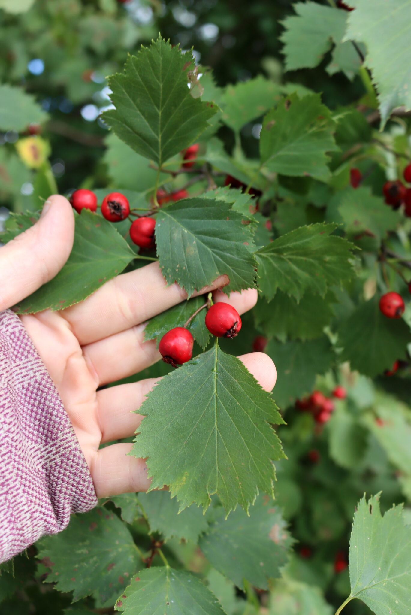 Hawthorn in Fruit