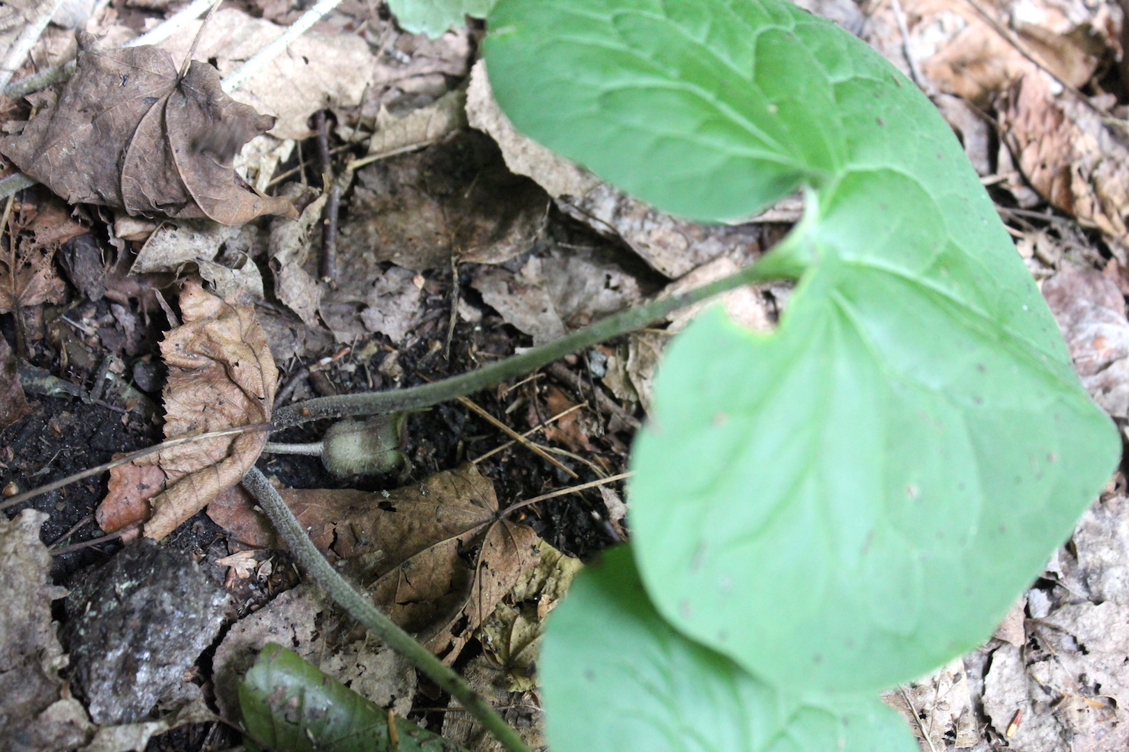 Hidden Wild Ginger Flower