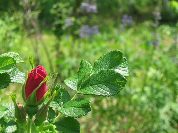 wild rose bud