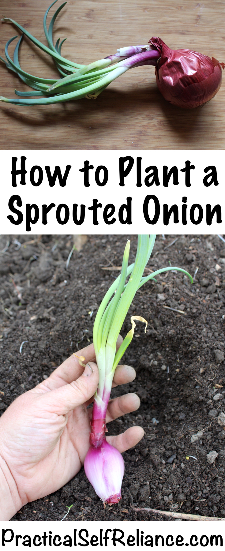 Planting Sprouted Onions Practical Self Reliance How To Plant A Sprouted Onion Planting Onions In The Garden