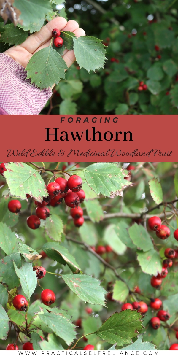 Identifying Hawthorn
