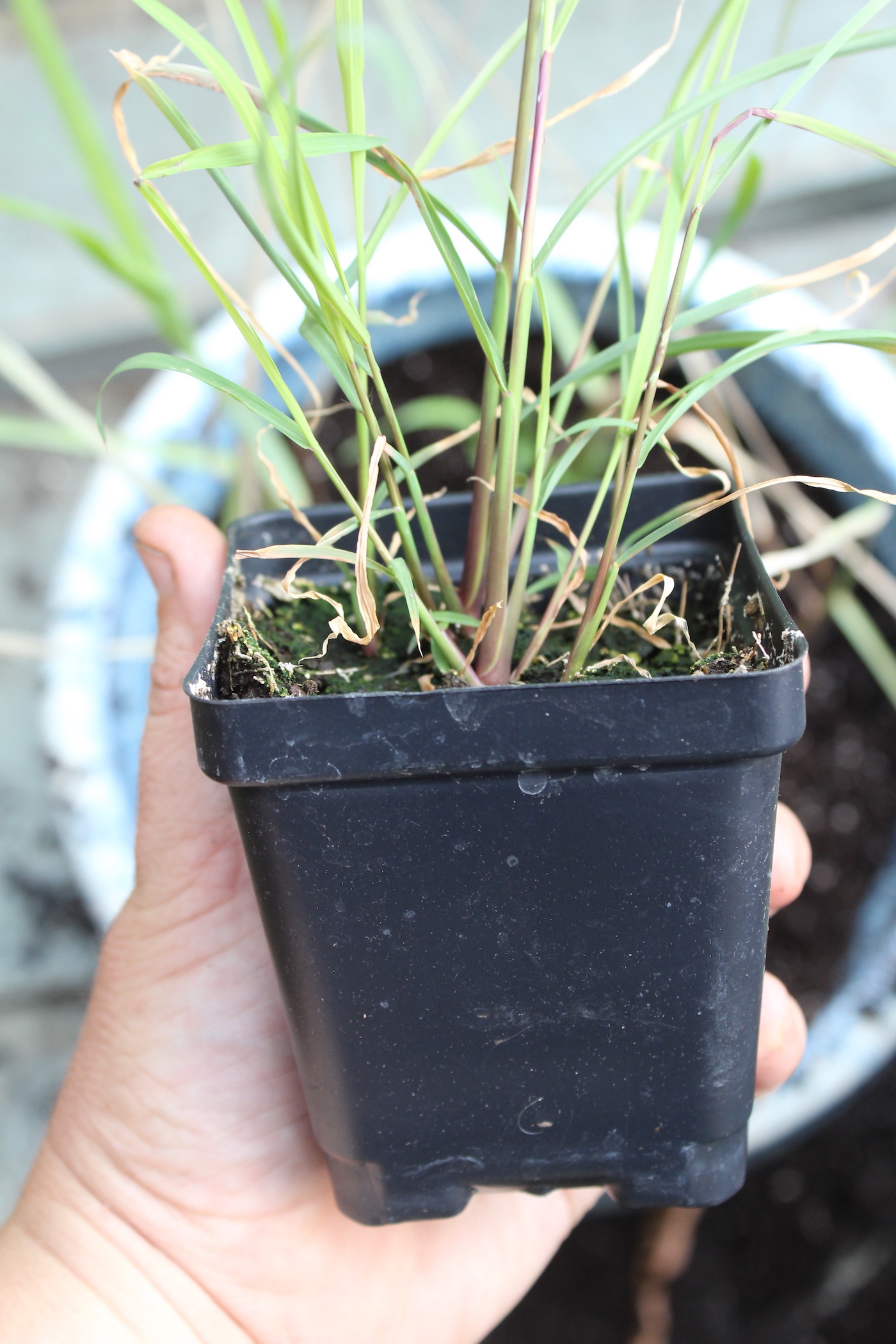 how-to-grow-lemongrass-indoors-or-outside