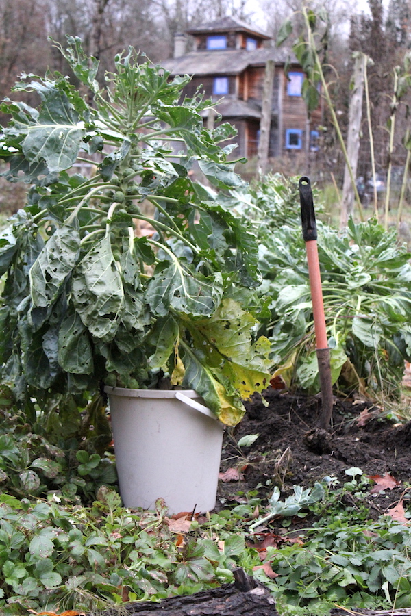 Overwintering Brussel Sprout Plants Indoors in containers