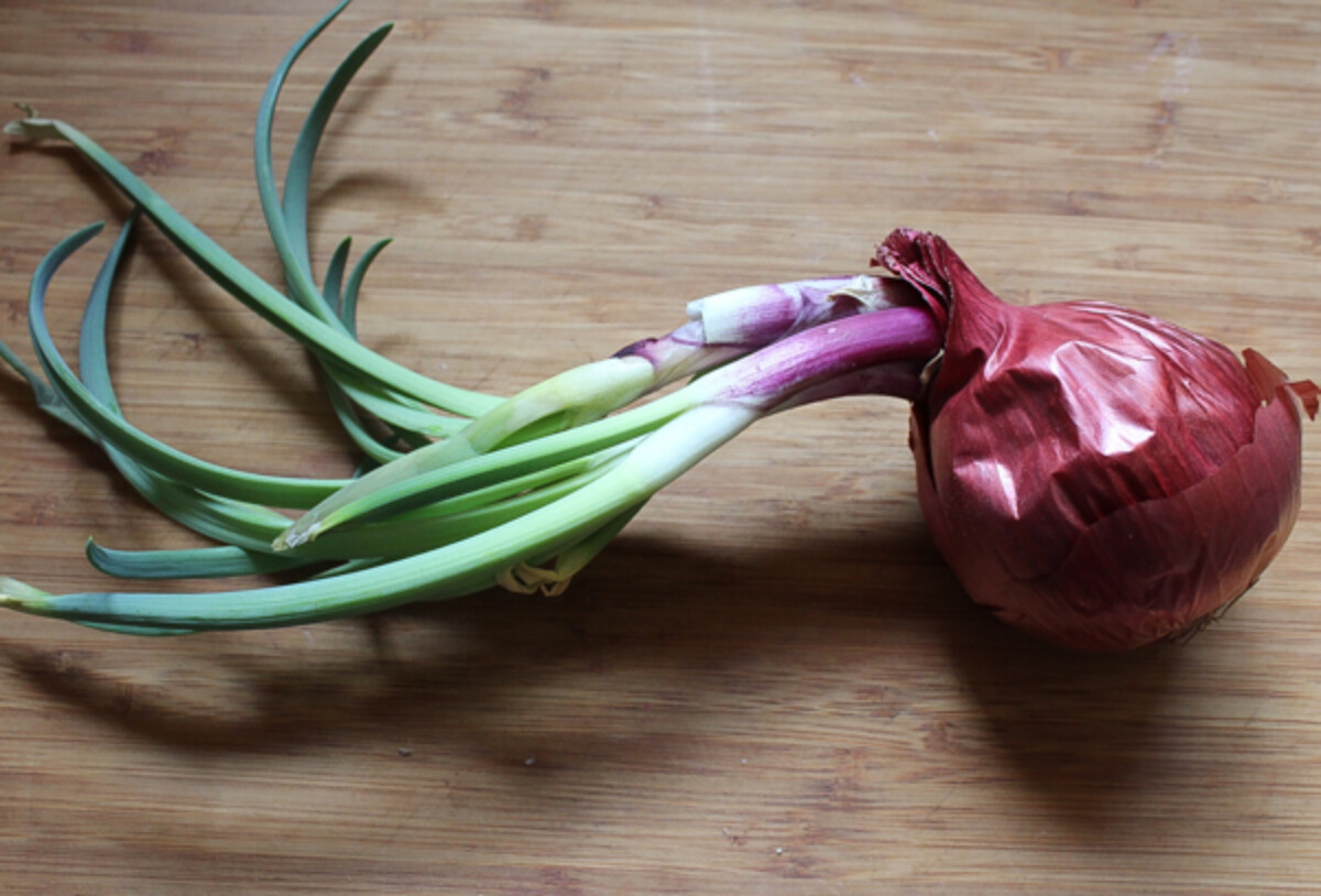 Sprouted Onion for planting