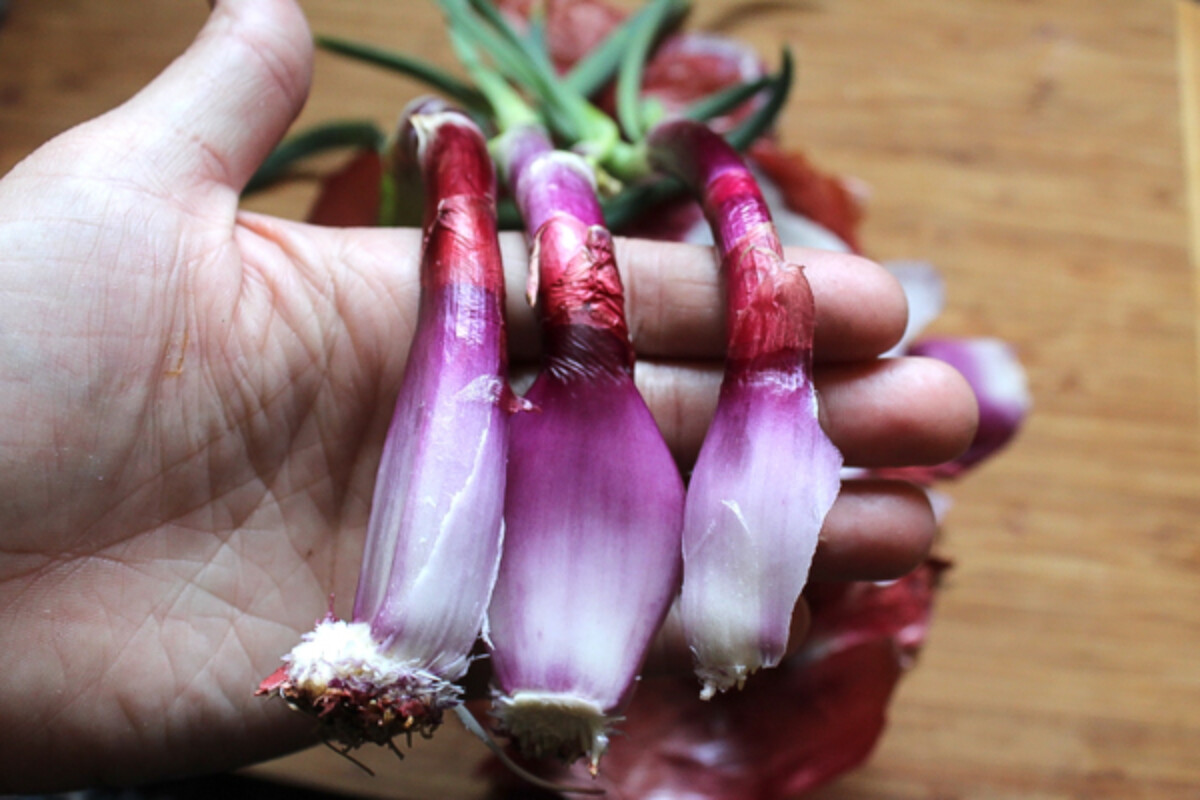 Sprouted Onion Separated for Planting