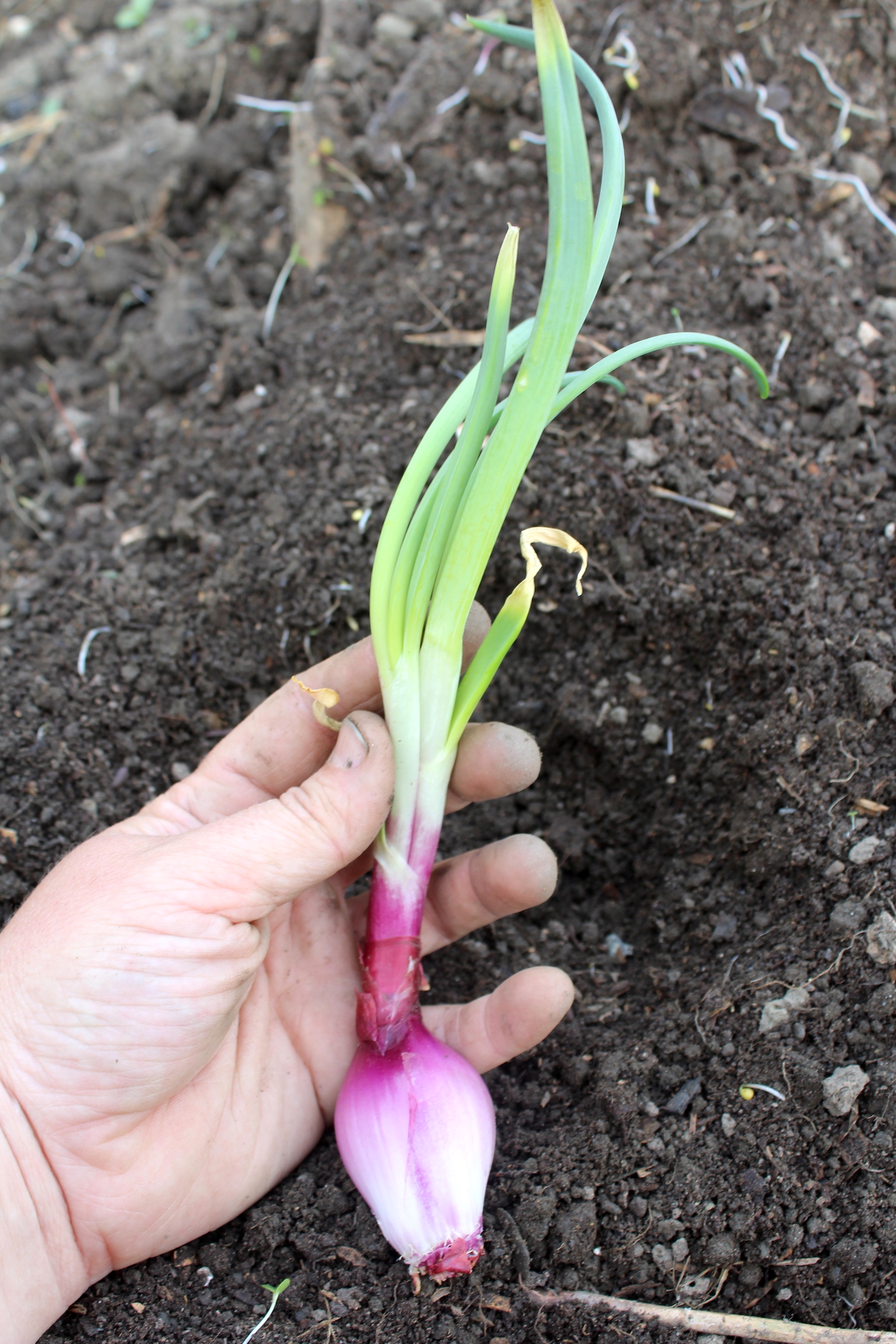 Planting Sprouted Onions Practical Self Reliance Planting Sprouted Onions