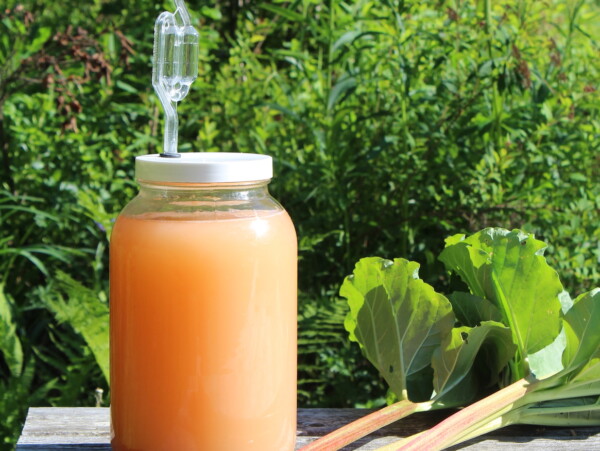 Rhubarb Wine Recipe