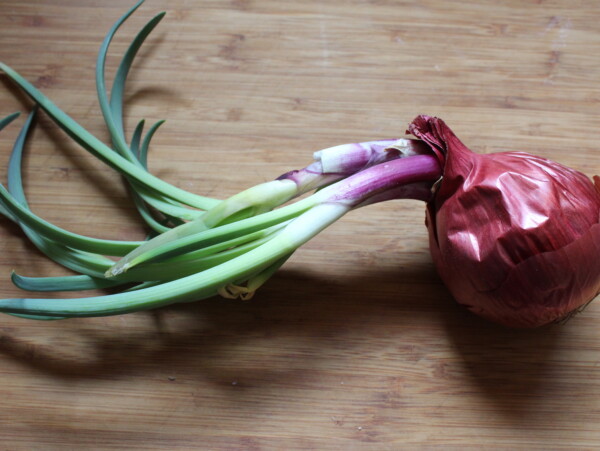 Sprouted Onion for planting