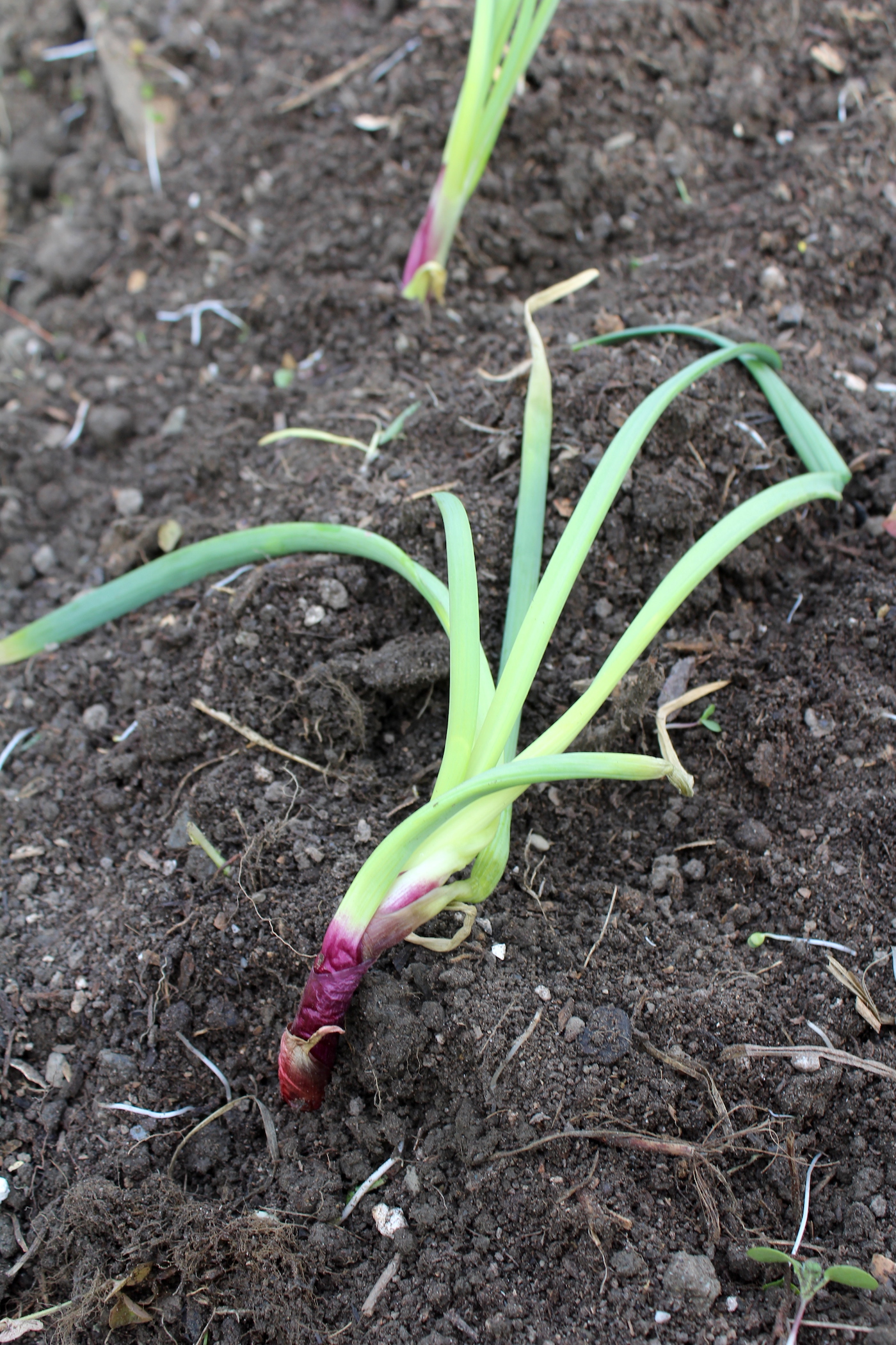 Planting Sprouted Onions Practical Self Reliance Sprouted Onion Regrowing In The Garden