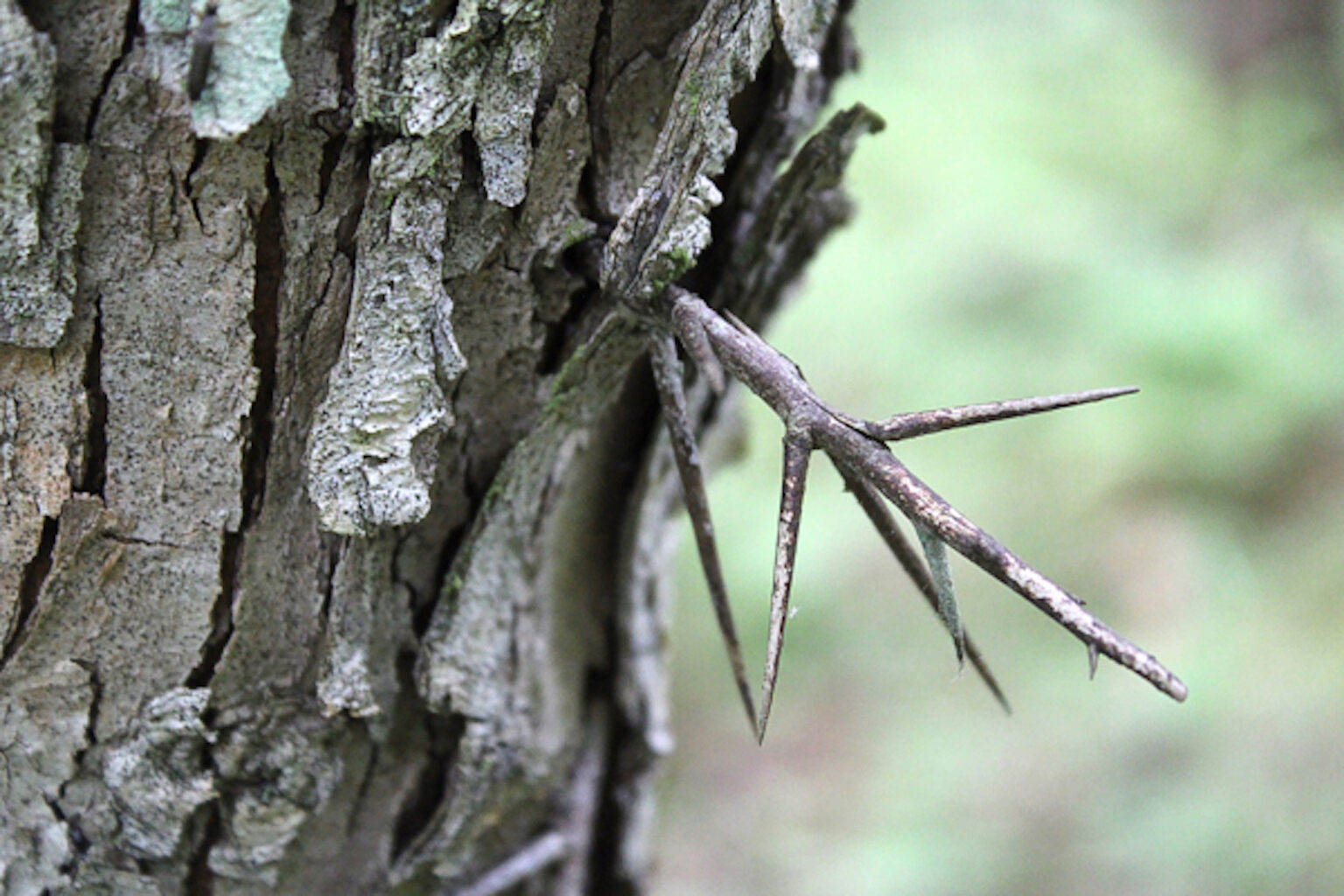 Thorns on Hawthorn Tree
