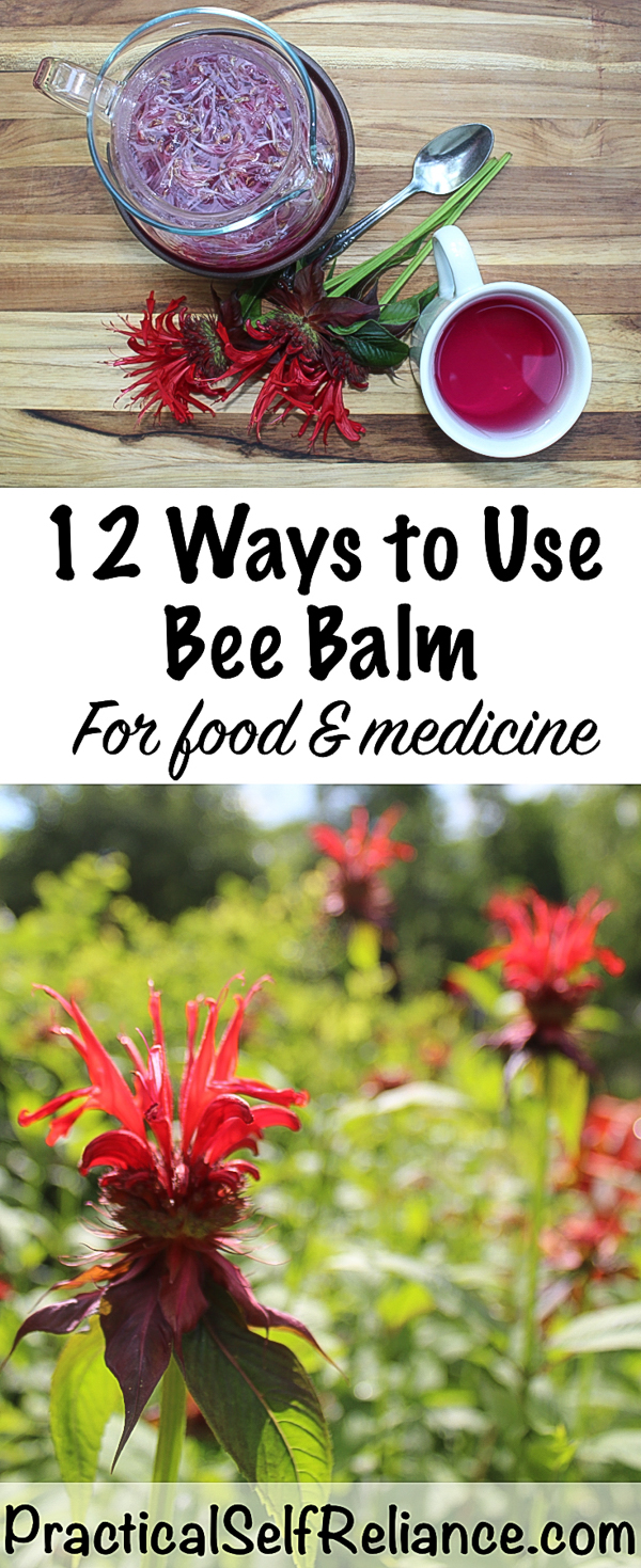 12 Ways to Use Bee Balm for Food & Medicine #beebalm #monarda #uses #herbs #herbalism #edibleflowers #herbalist