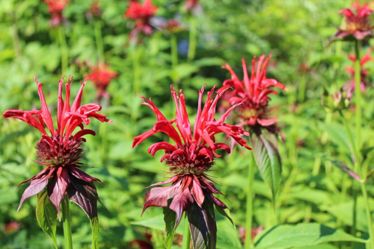 Bee Balm Flowers