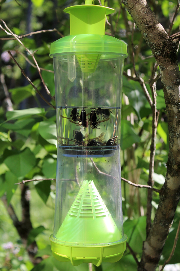 Trap full of bald faced wasps