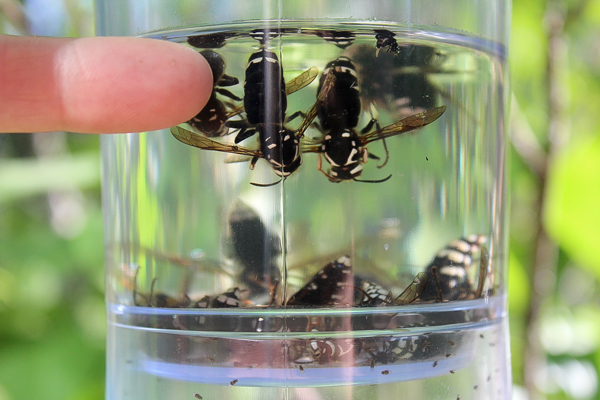 Trap for Bald Faced Hornets