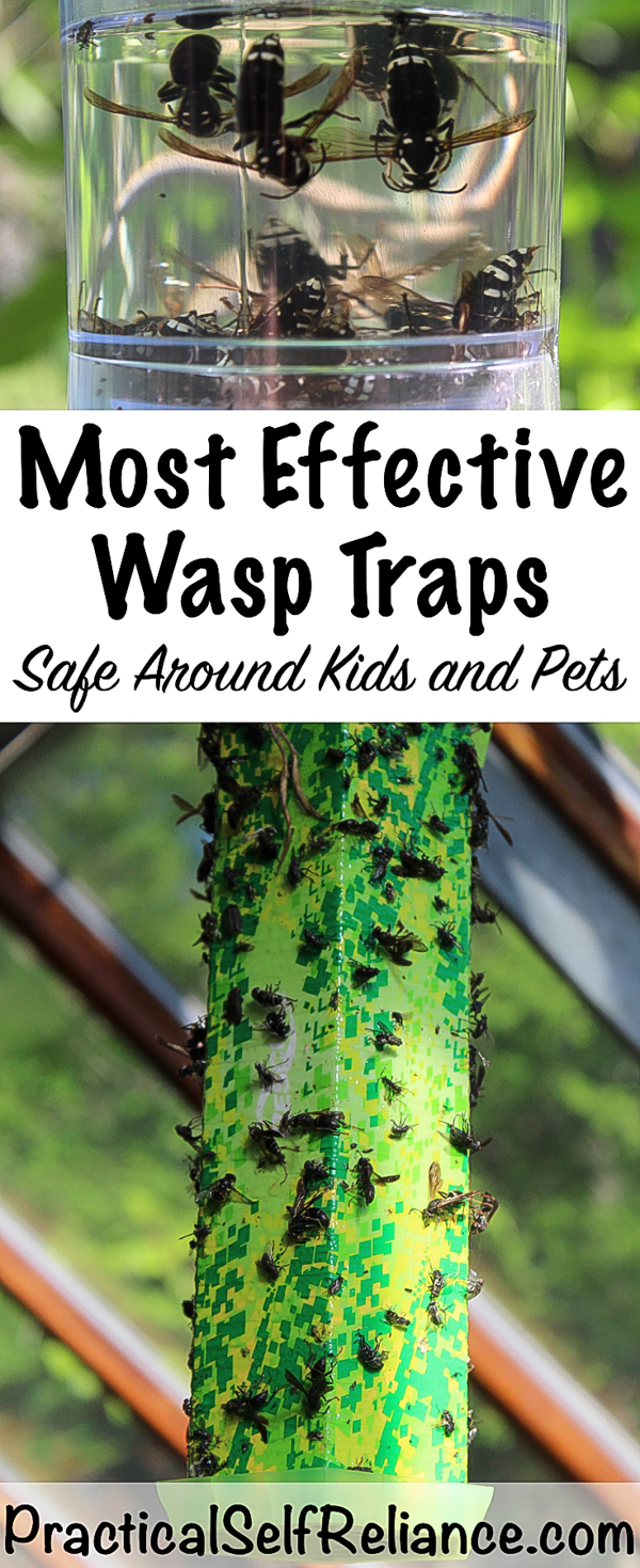 Natural Wasp Traps ~ Safe Around Kids and Pets #wasptrap #wasp #naturalpestcontrol