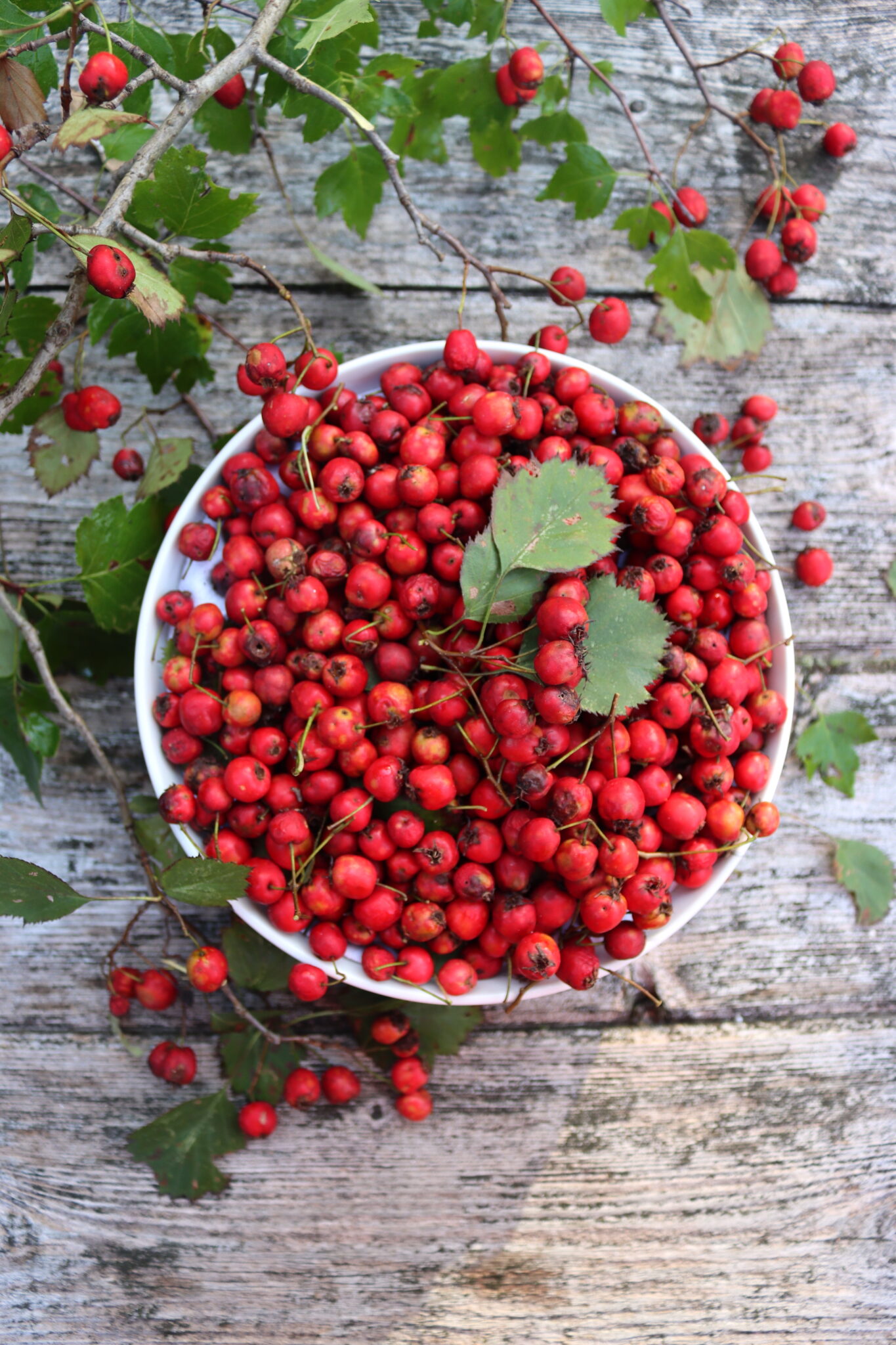 Wild Foraged Hawthorn
