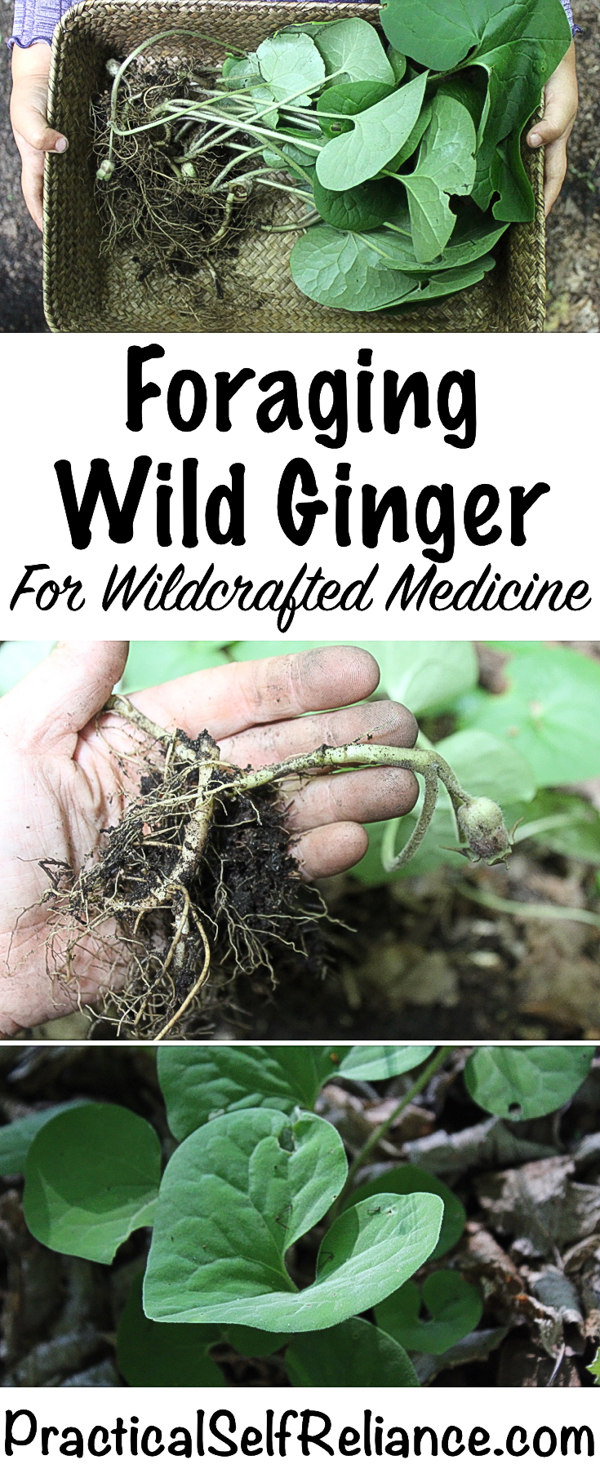 Foraging Wild Ginger ~ Wildcrafted Medicine #foraging #forage #herbalism #wildcrafting #herbalmedicine 