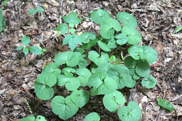 Woodland Native Ginger Plant