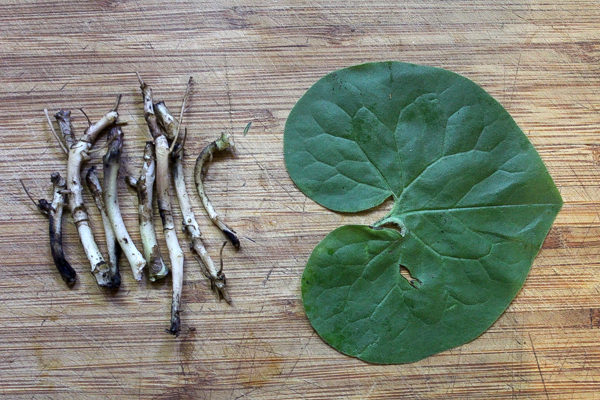 Cleaned Wild Ginger Rhizome