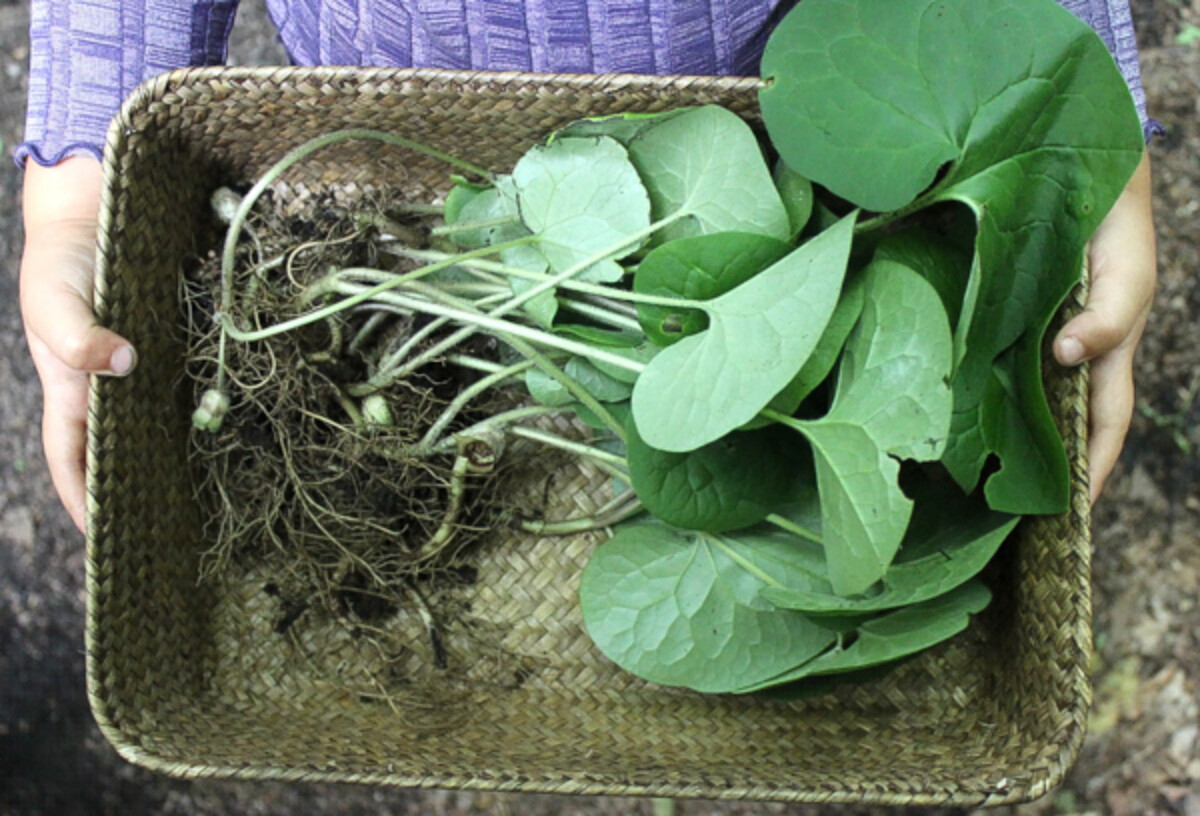 Wild Ginger – Found in Woods | Walter Reeves: The Georgia Gardener, image size:1200x816