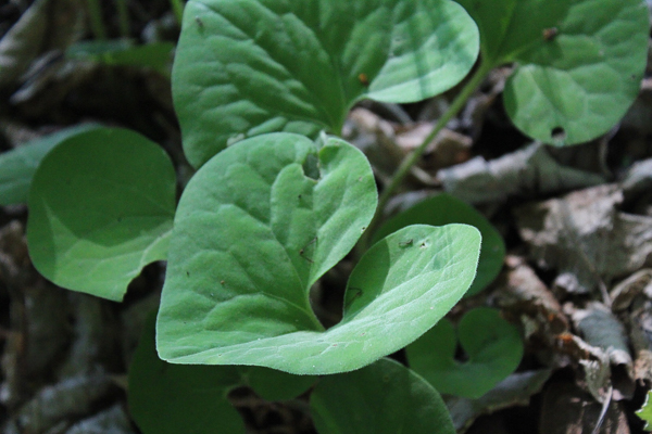 Native Ginger Leaf
