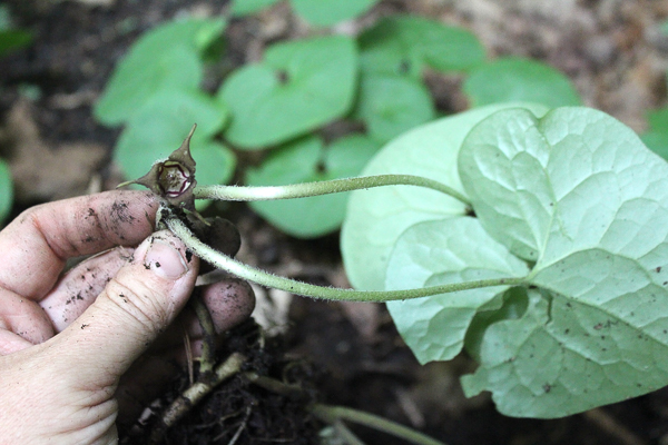 Wild Ginger Flower