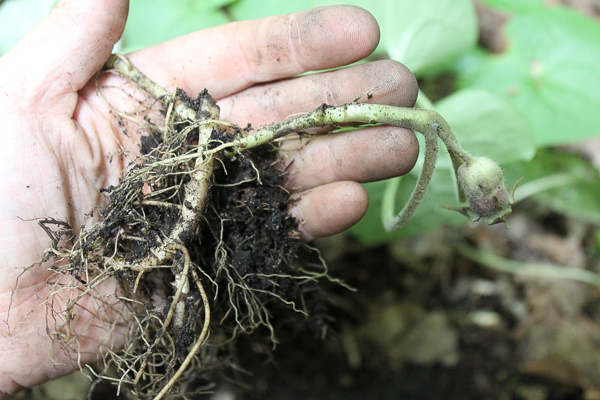 Wild Ginger Rhizome