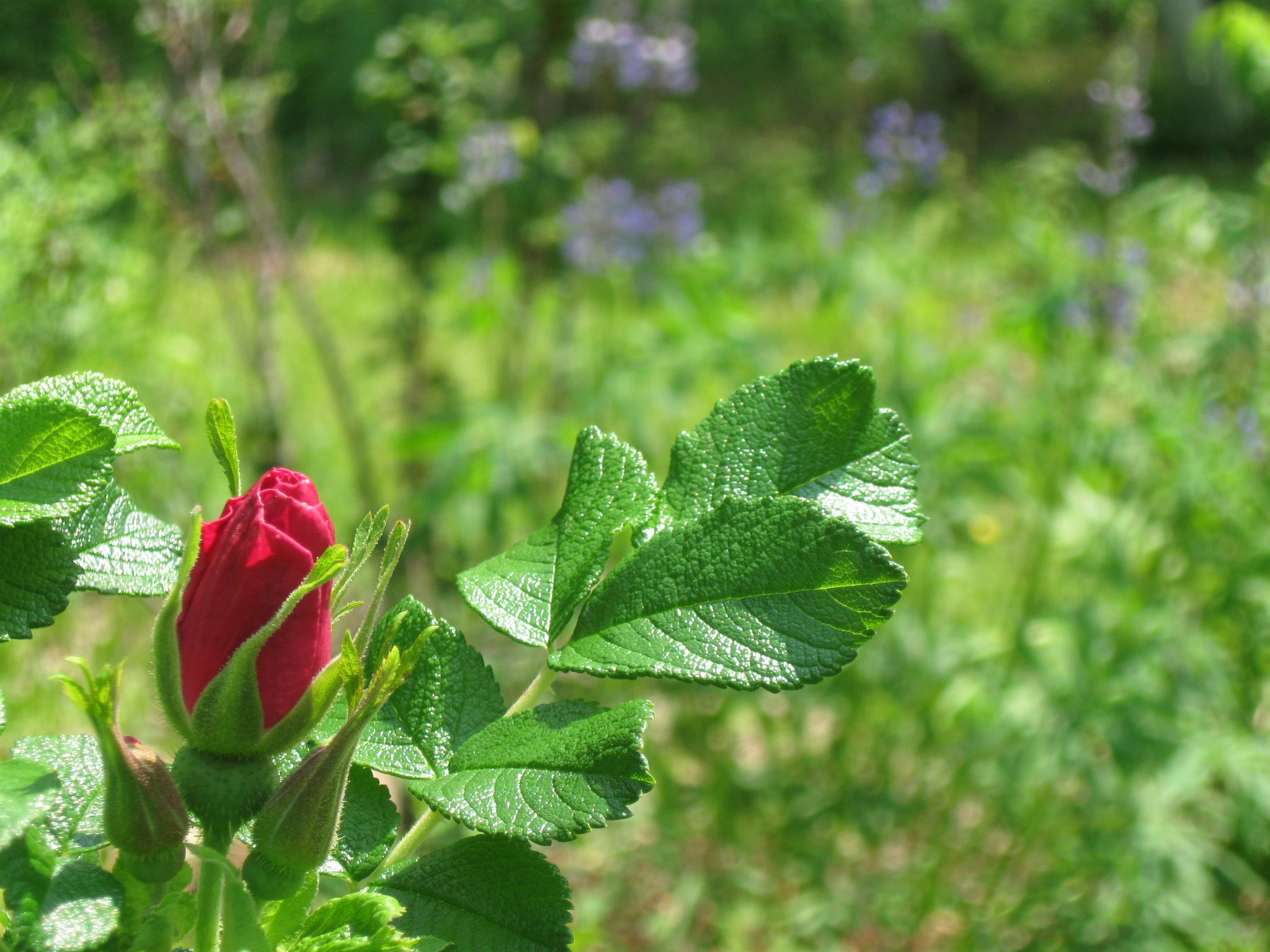 Wild Rose Bud
