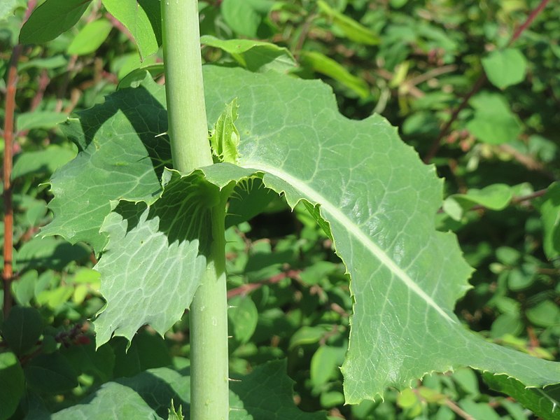 Closeup of wild lettuce leaf attachment