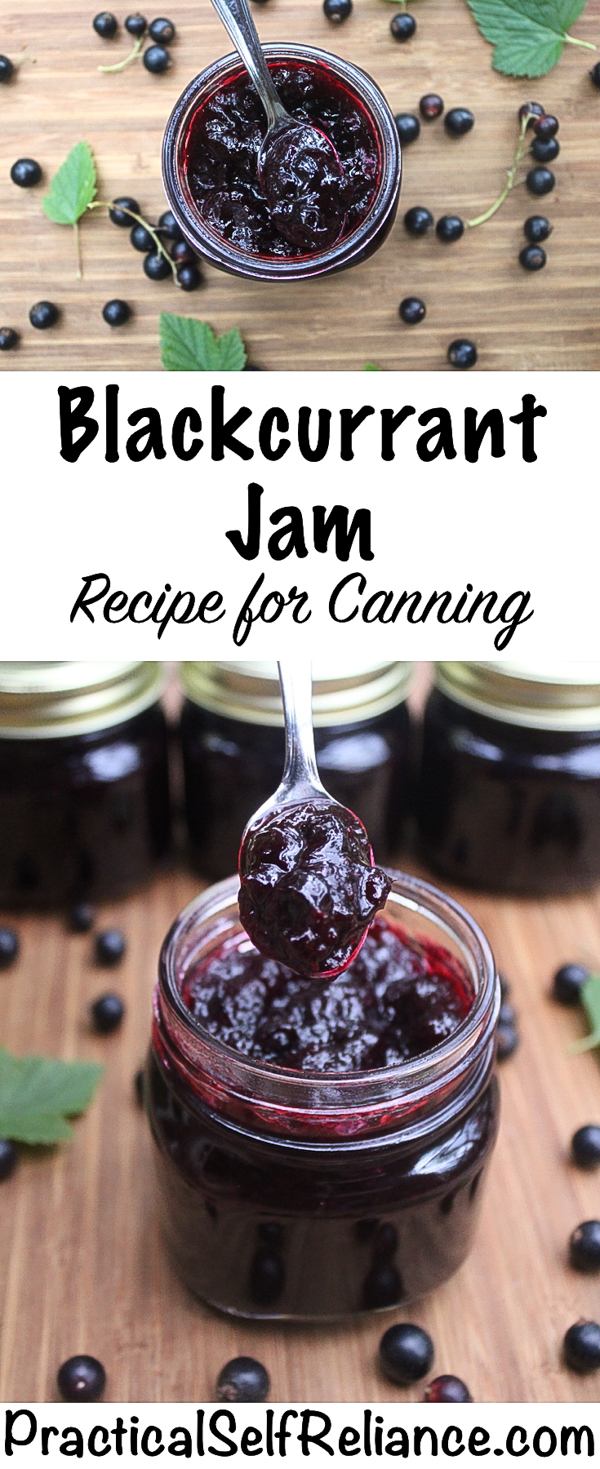 Blackcurrant Jam Recipe for Canning #blackcurrant #currant #jam #jamrecipes #preservingfood #canning #foodpreservation #homesteading #wildfood #foraging