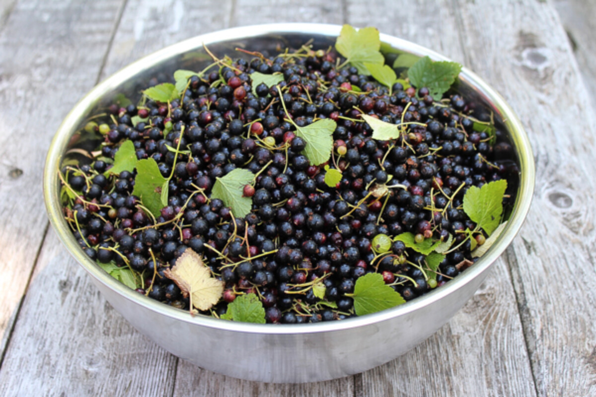A single blackcurrant bush can produce many quarts of fruit. Here's the harvest from one of ours. It's well over 10 pounds of fruit.