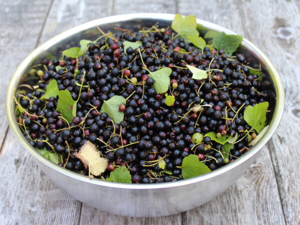 Blackcurrant Harvest