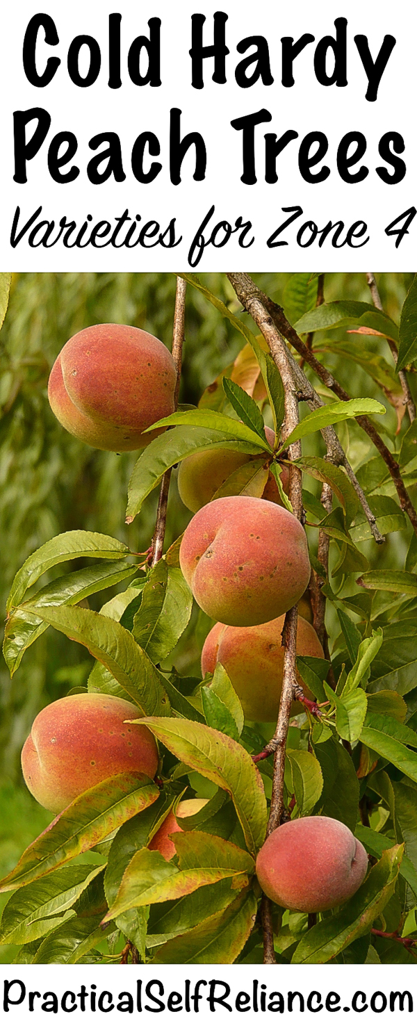 Cold Hardy Peach Trees for Zone 4