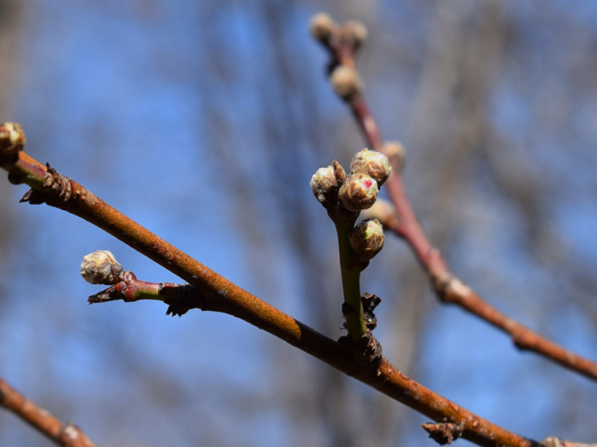 A peach tree breaking bud in spring. This is when the flower buds are most vulnerable to late spring frosts.