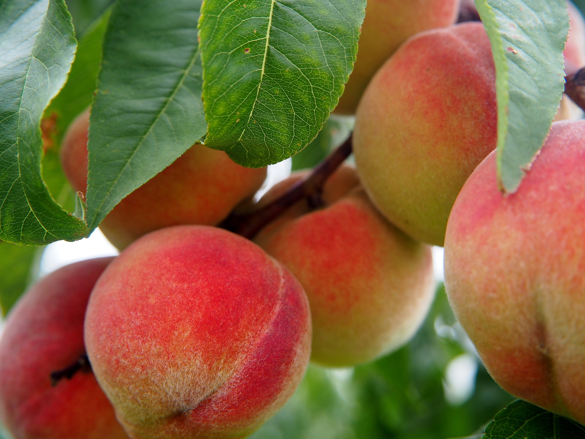 Cold hardy peaches for zone 4