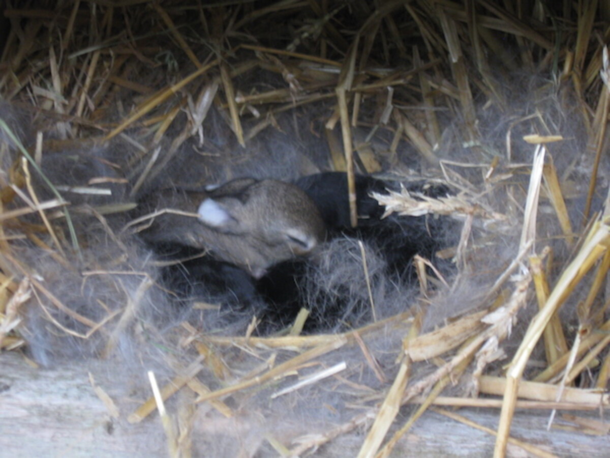 Baby Rabbits