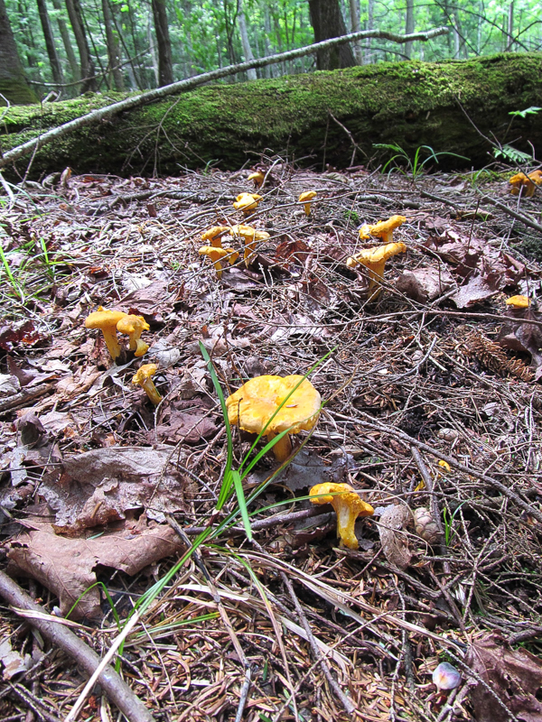 Chanterelle Patch in New England (Vermont)