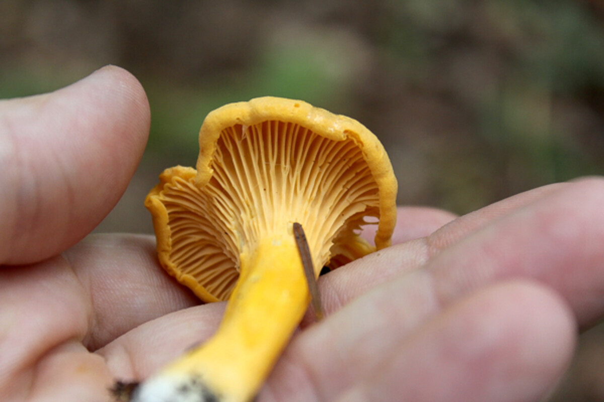 Closeup of Chanterelle Forked Gills