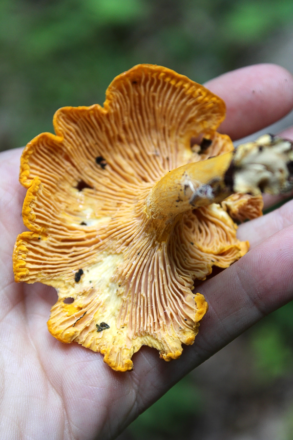 Identifying Chanterelles with Forked Gills
